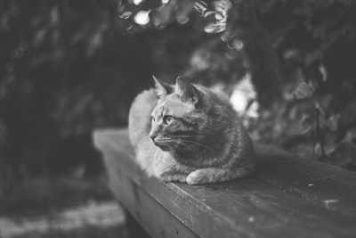 猫躺在树旁的木栏杆上的灰度照片